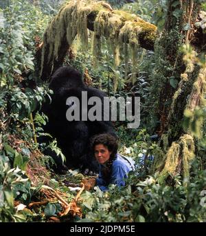 SIGOURNEY WEAVER, GORILLAS IN THE MIST, 1988 Stock Photo