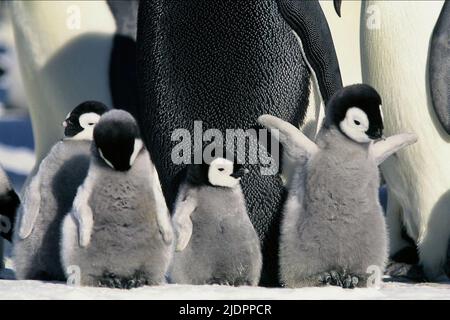 ANTARCTIC EMPEROR PENGUINS, MARCH OF THE PENGUINS, 2005, Stock Photo