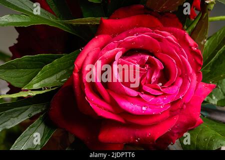 red rose in garden, red rose with drops Stock Photo