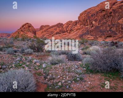 Colors of the desert during blue hour golden hour as sun sets in Valley of Fire State Park, Nevada. Pink and purple sky behind red rock outcropping. Stock Photo