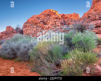 Desert scrub brush in winter amid the red rocks of Petroglyph Canyon, Valley of Fire State Park in the Mojave Desert, Nevada Stock Photo
