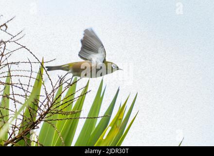 Small bird, silver-eye, in flight past leaf blades of NZ flax. in oil painterly artistic effect Stock Photo