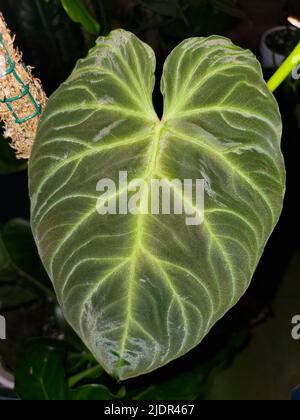 A beautiful leaf of Philodendron Verrucosum dark form, a rare and popular houseplant Stock Photo