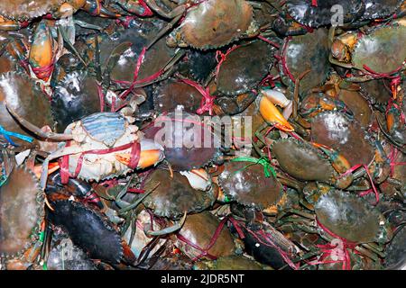 group of colorful fresh and live mud crabs on ice in a market stall for sell Stock Photo