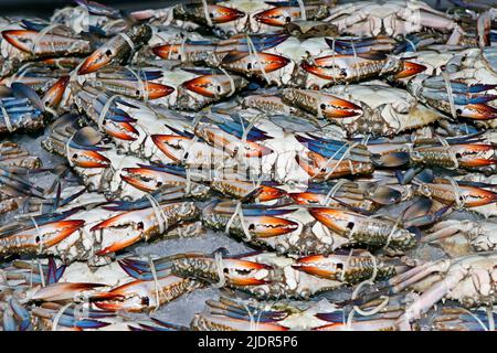 group of fresh live blue crabs on ice in a market stall for sell in dubai Stock Photo