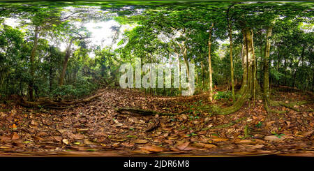 360 degree panoramic view of Rainforest in the Sri Lanka.