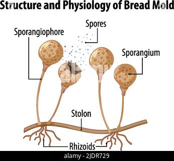 Bread mold Diagram