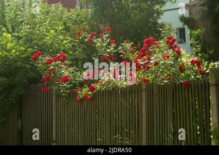 red roses in a garden behind a fence Stock Photo