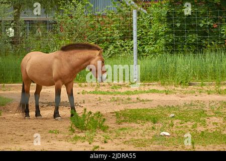 Equus ferus przewalskii. Przewalski's wild horse in the aviary Stock Photo