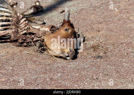 dead animal cow skelton law down on the road Stock Photo