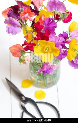 Papaver cambricum and Lathyrus odoratus. Welsh poppies and Sweet peas in a jar on a white background. UK Stock Photo