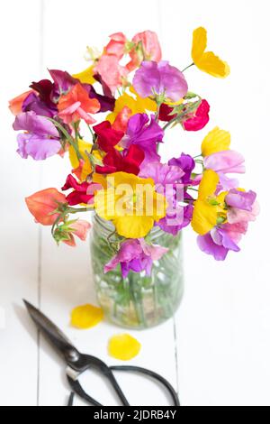 Papaver cambricum and Lathyrus odoratus. Welsh poppies and Sweet peas in a jar on a white background. UK Stock Photo