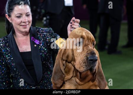 Tarrytown, NY - June 22, 2022: Bloodhound named Trumpet won Best in Show at 146th annual Westminster Kennel Club show at Lyndhurst Mansion Stock Photo