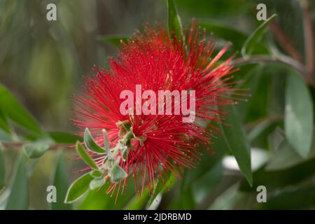 Common red bottlebrush blooming flower, crimson bottlebrush or lemon bottlebrush (Melaleuca citrina or Callistemon citrinus), plant in the myrtle fami Stock Photo