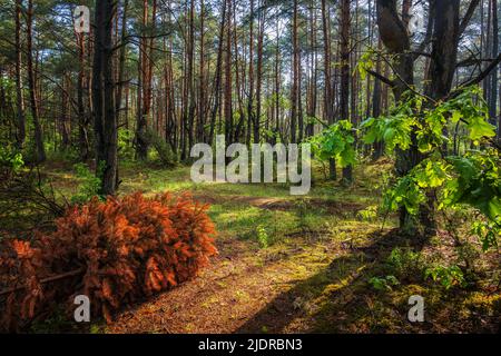 Kampinos Forest at sunrise in spring. Tranquil scenery with sunlight shining through trees, Kampinoski National Park near Warsaw, Masovia region, Pola Stock Photo