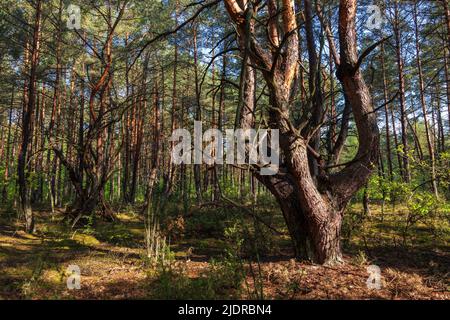 Crooked pine tree in the Kampinos Forest in spring, Kampinoski National Park near Warsaw, Masovia region, Poland. Stock Photo