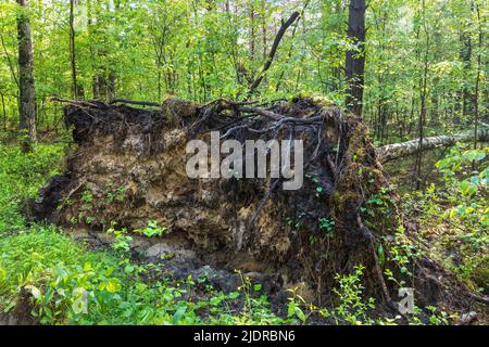 Fallen Tree With Roots Exposed dead tree roots in ancient woodland Stock Photo - Alamy