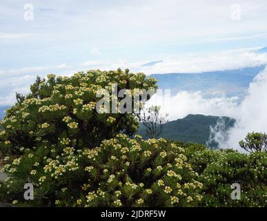 Edelweiss Flower on the Top of Mount Ciremai Stock Photo