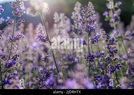 Violet flowers against the rays of the glowing sun in Poland Stock Photo