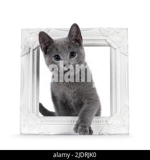 Excellent typed Russian Blue cat kitten, standing through white picture frame. Looking straight to camera with green eyes. isolated on a white backgro Stock Photo