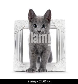 Excellent typed Russian Blue cat kitten, standing through white picture frame. Looking straight to camera with green eyes. isolated on a white backgro Stock Photo