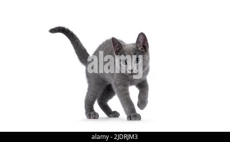 Excellent typed Russian Blue cat kitten, playing. Looking straight to camera with green eyes. isolated on a white background. Stock Photo