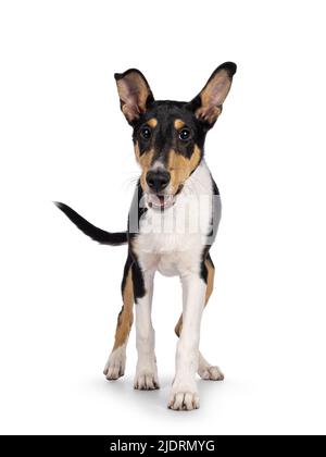 Cute young Smooth Collie dog, walking towards lens. Looking towards camera. Isolated on a white background. Stock Photo