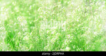 Fresh, meadow grass in sunlight and glare. Stock Photo