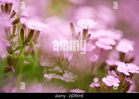 pink Saponaria ocymoides in sunny spring day Stock Photo