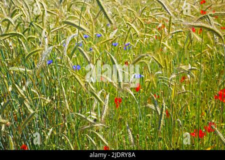 Full frame closeup of isolated green wheat ears field, blue and red poppy flowers Stock Photo