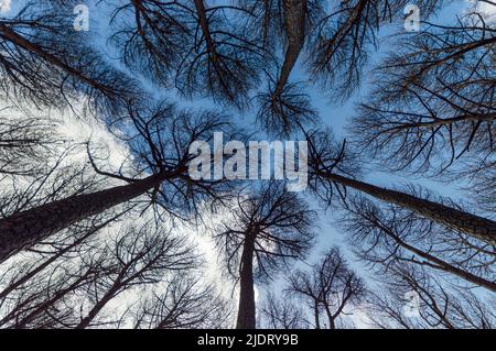 Pine trees seen from below making a fractal design with the sky as background Stock Photo