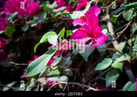 A closeup shot of Pink Bougainvillea plant vine, flowers and leaves. dehradun Uttarakhand India. Stock Photo