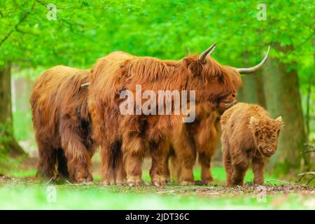 Group of highland cows with young calf in Dutch national park Veluwezoom in Gelderland Stock Photo