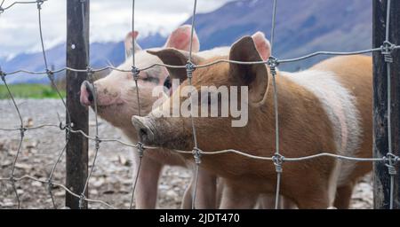 Pigs on a Farm in Queenstown Stock Photo