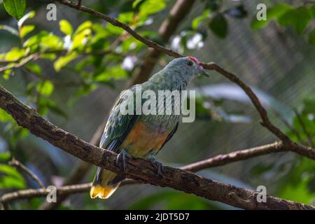 Rose-crowned Fruit-dove, Ptilinopus regina, also known as pink-capped or Swainson's fruit-dove, beautifully multi colored, looking at the camera. Stock Photo