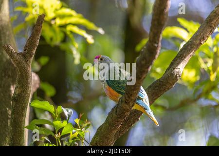 Rose-crowned Fruit-dove, Ptilinopus regina, also known as pink-capped or Swainson's fruit-dove, beautifully multi colored, perched on a tree branch. Stock Photo