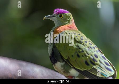 Close-up of a male superb fruit-dove, Ptilinopus superbus, also known as purple-crowned fruit-dove, perched on a tree branch. Stock Photo