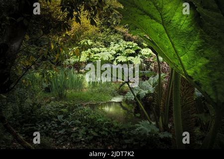 Penjerrick Gardens; Budock Water; Cornwall; South West; West Country; England; UK; United Kingdom; Stock Photo