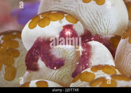 Orangutan crab (Achaeus japonicus), symbiosis with bubble coral (Plerogyra sinuosa), parasitic flatworms (Waminoa sp.), Solomon Islands Stock Photo