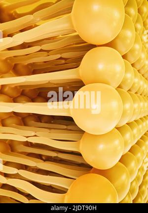 3D rendering lipid bi-layer cell anatomy - 3D Rendering Stock Photo