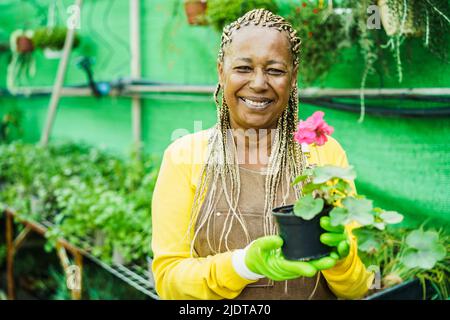 African senior woman working inside greenhouse garden - Nursery and spring concept - Focus on face Stock Photo