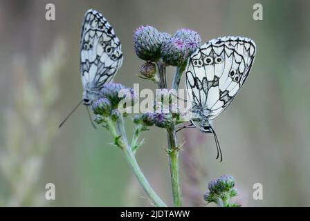 Two marbled white butterflies Melanargia galathea male sitting on a thistle flower at dusk, closeup. Blurred background, copy space.  Slovakia Stock Photo