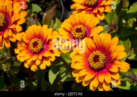 Zinnia 'Yellow Flame', Blossoms, Orange, Zinnia elegans, Summer, Flowers Stock Photo