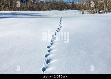 USA, Idaho, Ketchum, Animal tracks in snow covered field Stock Photo