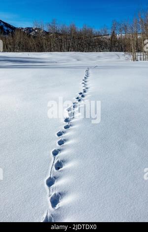 USA, Idaho, Ketchum, Animal tracks in snow covered field Stock Photo