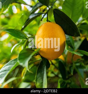 Close-up of ripe Meyer lemon on tree Stock Photo