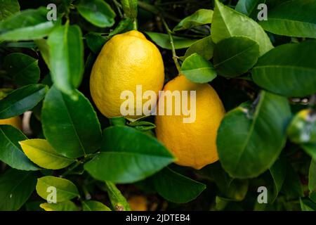 Close-up of ripe Meyer lemons on tree Stock Photo