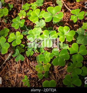 Clover leaves in Henry Cowell Redwoods State Park Stock Photo