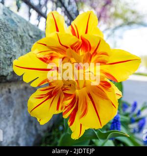 Close-up of yellow and red tulip Stock Photo