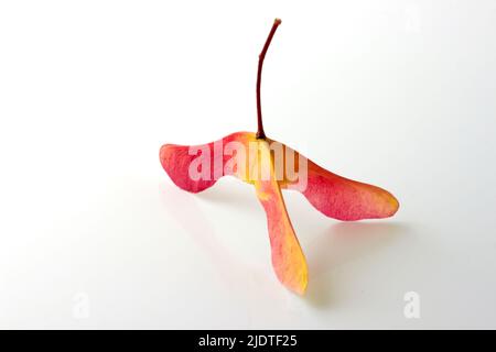 Unusual three lobed maple seeds pods in bright red yellow color isolated on white background. Selective focus Stock Photo